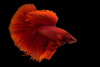 Петушок Супер Дельта красный самец (Betta-splendens-Super-Delta-Pink-Butter)