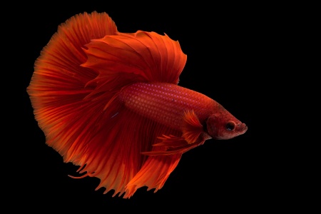 Петушок Супер Дельта красный самец (Betta-splendens-Super-Delta-Pink-Butter)