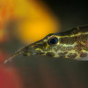 Макрогнатус зебровый (Macrognathus zebrinus)  7-8 см