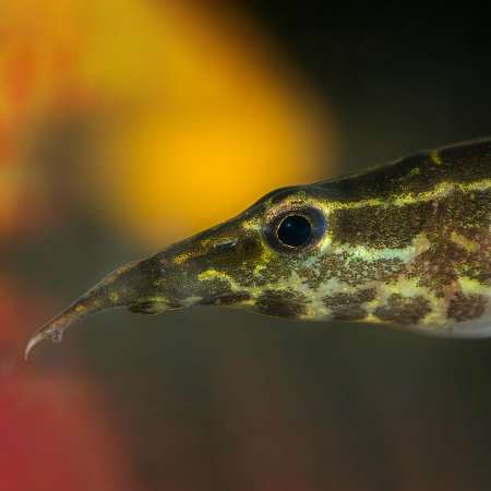 Макрогнатус зебровый (Macrognathus zebrinus)  7-8 см
