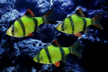 Барбус суматранский глофиш зеленый (Barbus GloFish)
