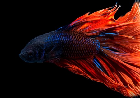 Петушок Халф Мун двухвостый красно-синий самец (Betta male Halfmoo Double Tail)
