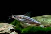 Мистус полосатый сом (Mystus vittatus)