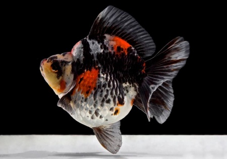 Риукин ситцевый короткохвостый (Goldfish Ryukin short tail calico)