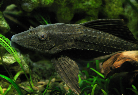 Плекостомус (Hypostomus plecostomus)  4,5-5 см.