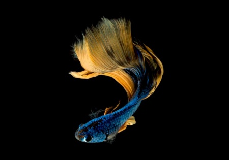 Петушок Халф Мун горчичный газ самец (Betta splendens Halfmoon Mustard Gas)