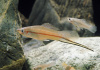 Меченосец Геллера зеленый (Xiphophorus helleri Green)