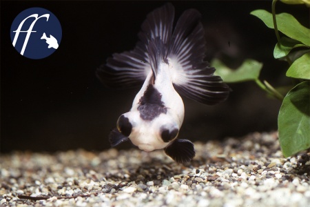 Оранда панда (Goldfish Oranda panda)