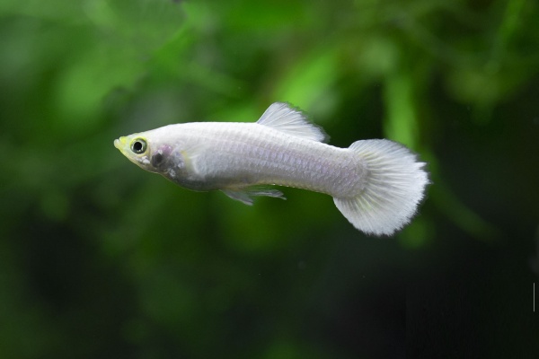 Гуппи белый снег (Guppy white snow)