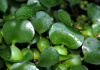 Водный гиацинт или Эйхорния красивейшая  (Eihornia-crassipes)