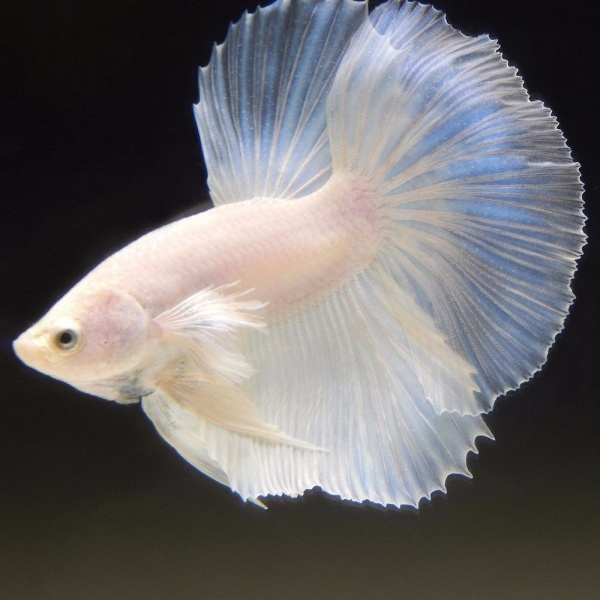 Петушок Супер Дельта белый самец (betta-MALE super-delta-white-)
