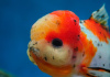 Оранда ситцевая  (Goldfish Oranda calico)