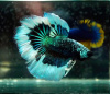 Петушок Халф Мун бабочка зеленый самец Betta splendens Halfmoon green Butterfly)
