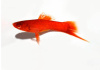Меченосец красный рубин (Xiphophorus helleri red rubin)