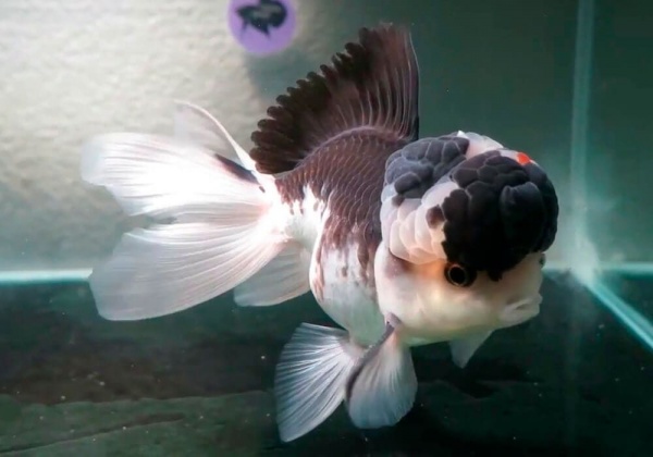 Оранда черно-белая (Goldfish Oranda black-white)