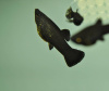 Моллинезия черная лирохвостая (Poecilia sphenops Black lyretail Molly)