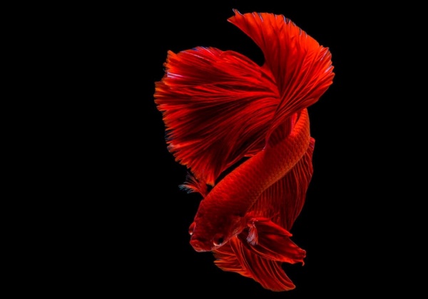 Петушок Халф Мун розохвостый красный самец (Betta male Halfmoon Rosetail red)