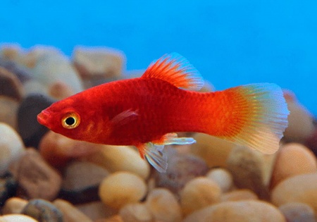 Пецилия красная (Xiphophorus maculatus red Platy)