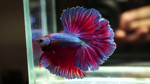 Петушок Халф Мун саламандра самец (Betta male Halfmoon salamandra)