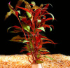 Альтернантера Рейнека (Alternanthera reineckii)