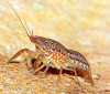 Рак мраморный (Procarambus virginalis)