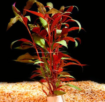 Альтернантера Рейнека (Alternanthera reineckii)